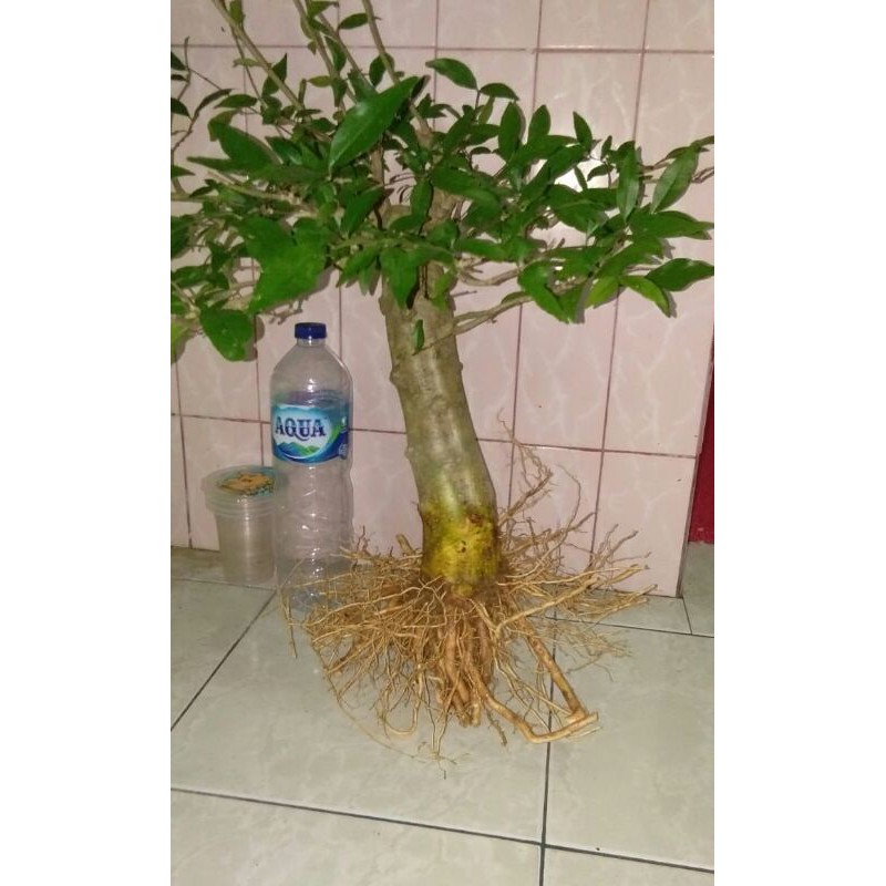 bonsai anting putri batang besar batang jumbo akar keliling