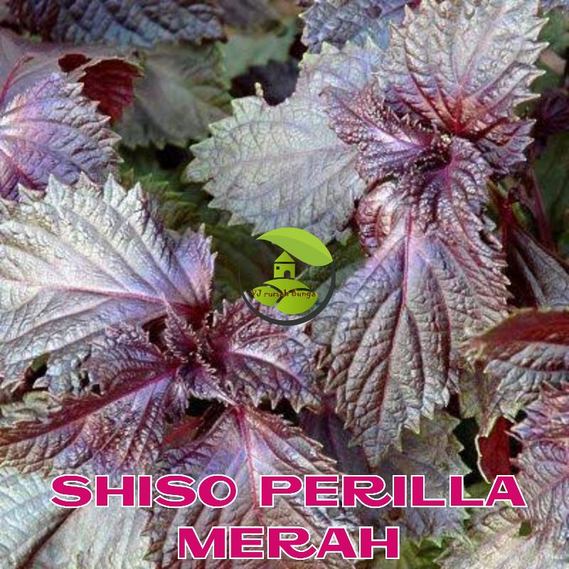 Benih Herbal Biji Sisho Perilla Merah Zen Merah Benih Daun Perilla Merah