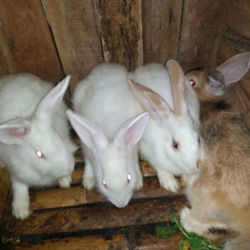 indukan kelinci lokal