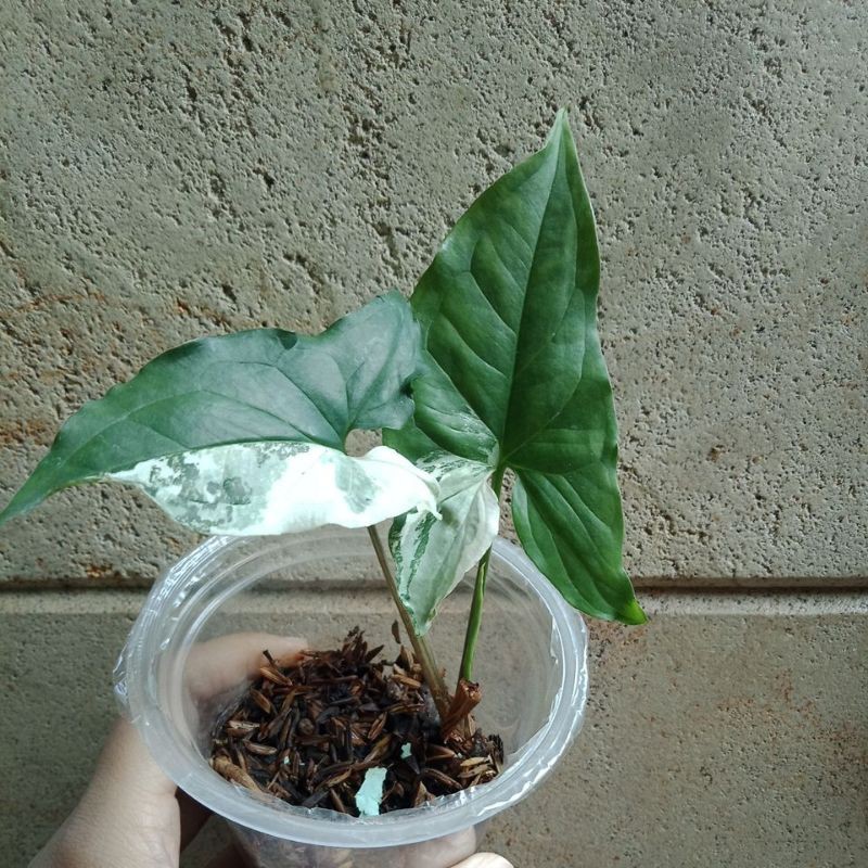 syngonium varigata putih/albo varigata
