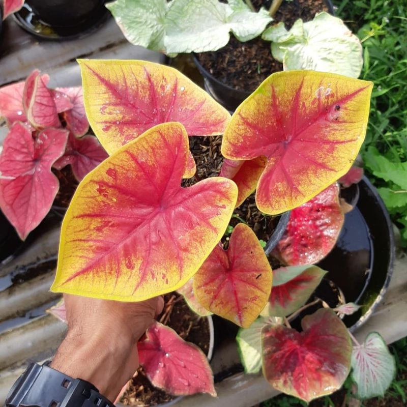 Caladium Tears Of the Sun / Tanaman Keladi Hias size anakan murah