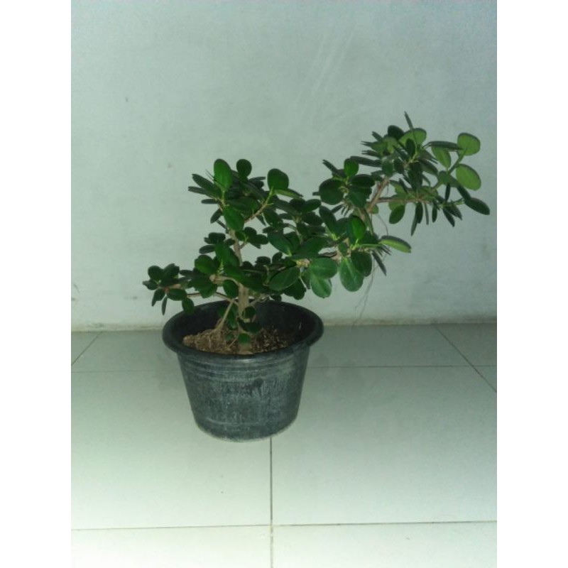 Bonsai Beringin Dollar