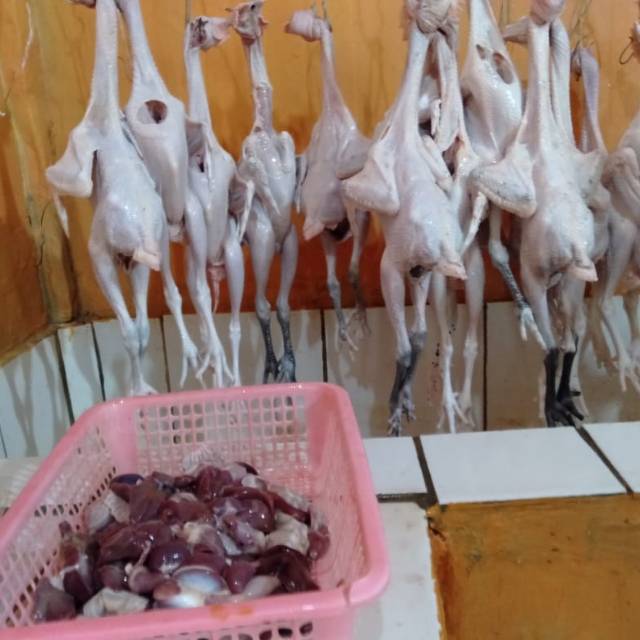 

Ayam Negeri Organik per ekor termasuk hati ampla
