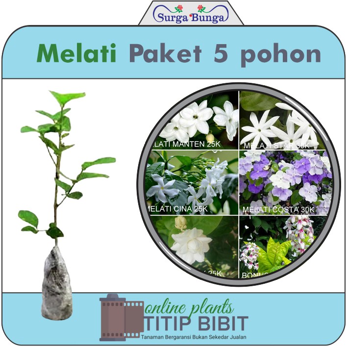 Paket Tanaman Bunga Melati (jasminum sambac)5 pohon 5 jenis