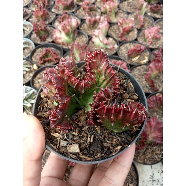 Euphorbia Lactea Merah
