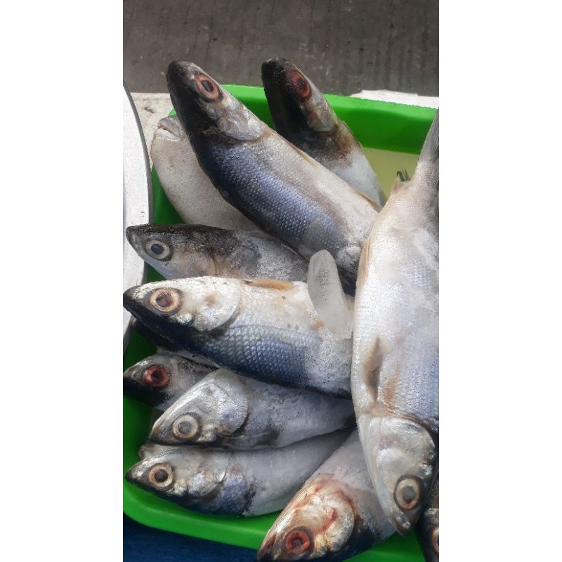

Ikan Bandeng