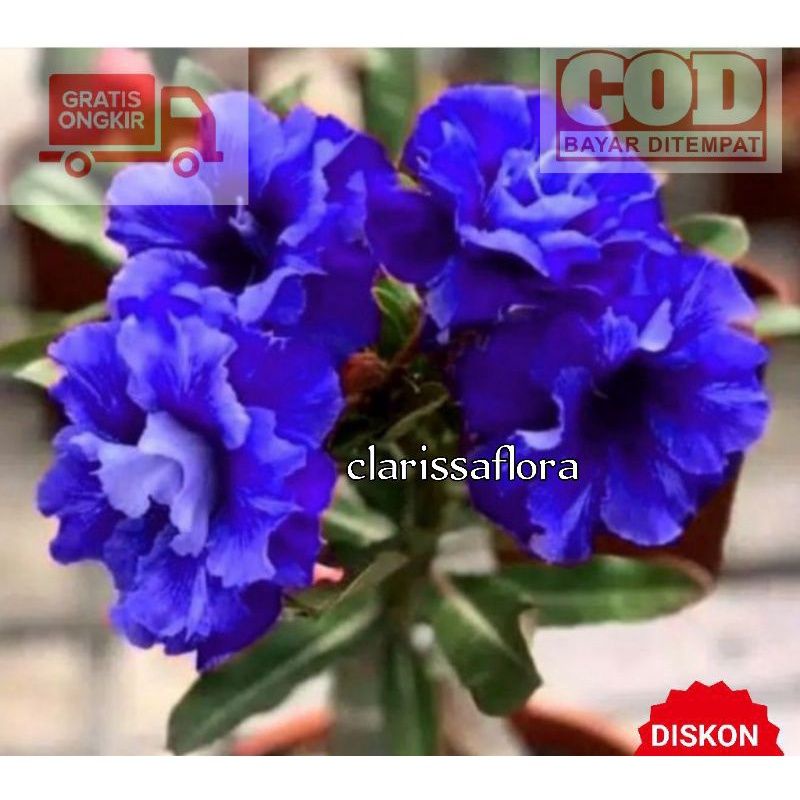 tanaman hias bibit adenium bunga tumpuk kamboja jepang warna biru blue