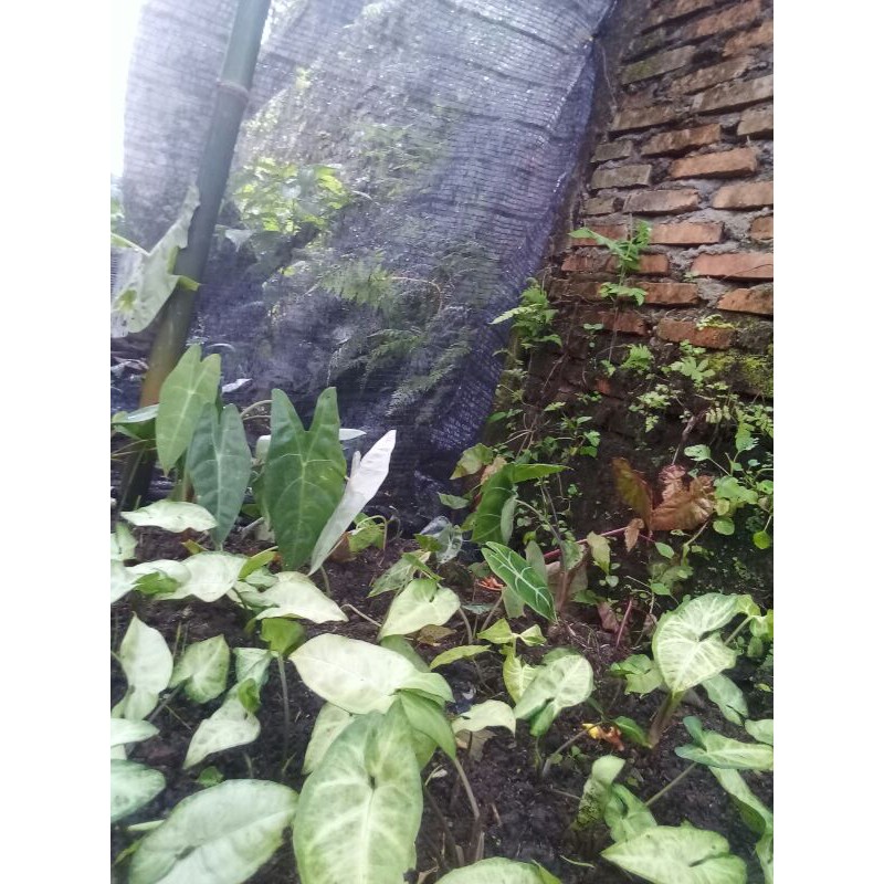 

Keladi susu