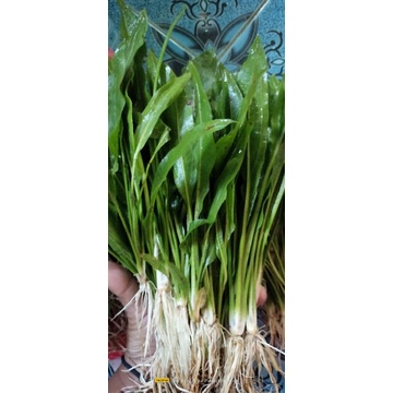 Amazon sword aquascape