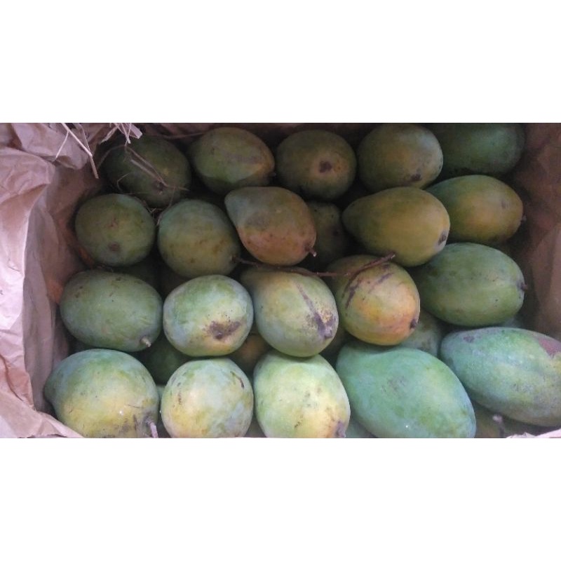 

Mangga harum manis asli jepara