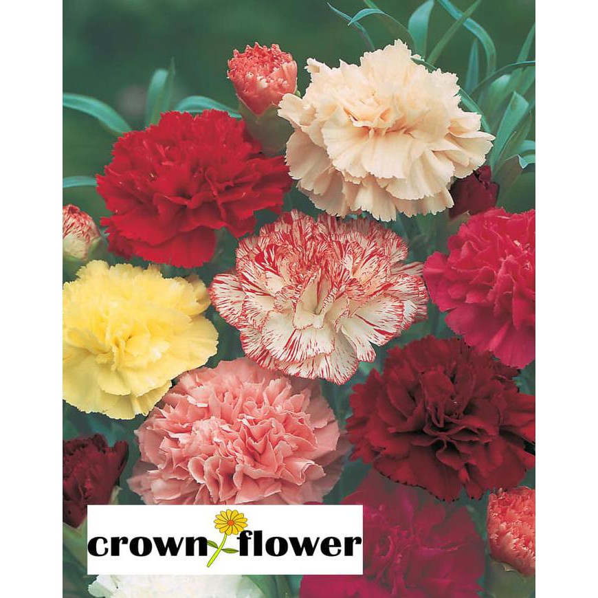 

Order Benih Bunga Carnation Choice Double Mixed Mr.Fothergill'S F1