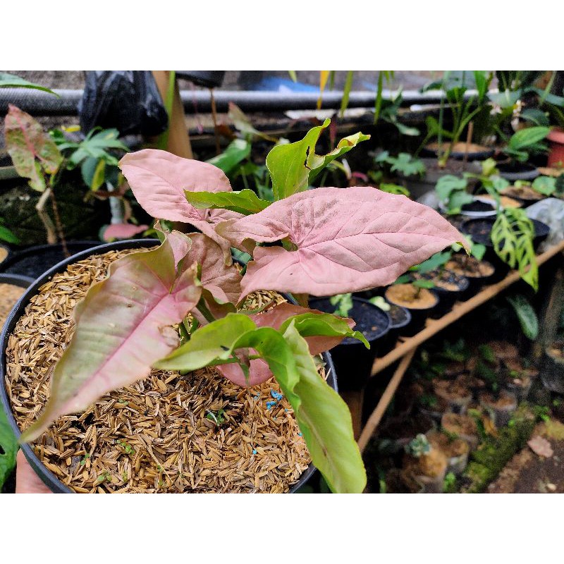 Syngonium pink Neon Robusta