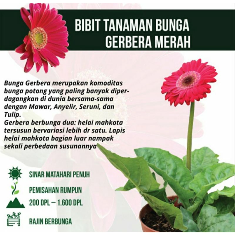 KOKEDAMA GERBERA HOLAND