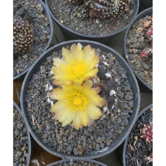 Capiapoa ex key ownroot(tanpa batang)