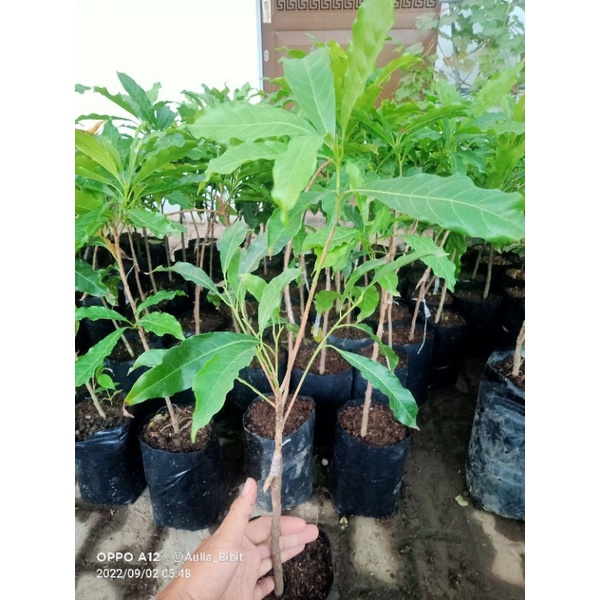 Bibit tanaman sawo abiu jumbo