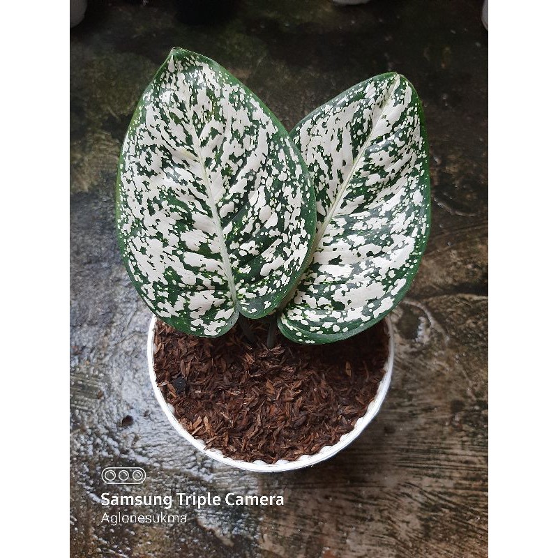 Tanaman hias/Aglaonema Big leaf