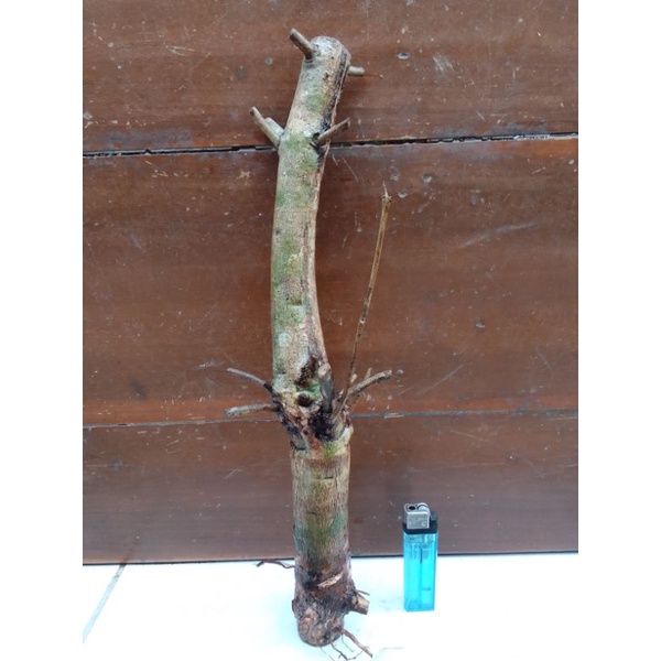 Bahan dangkelan fress Jamblang,duet,juwet/tanaman juwet/bonsai juwet berkarakter.