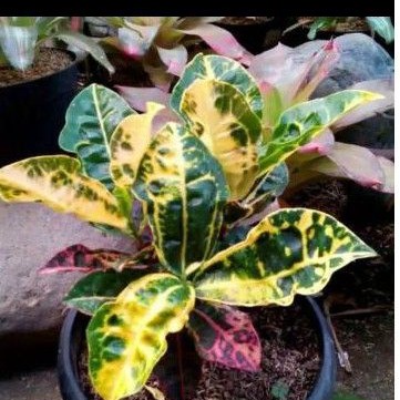 Tanaman hias puring kura - Tanaman puring kura