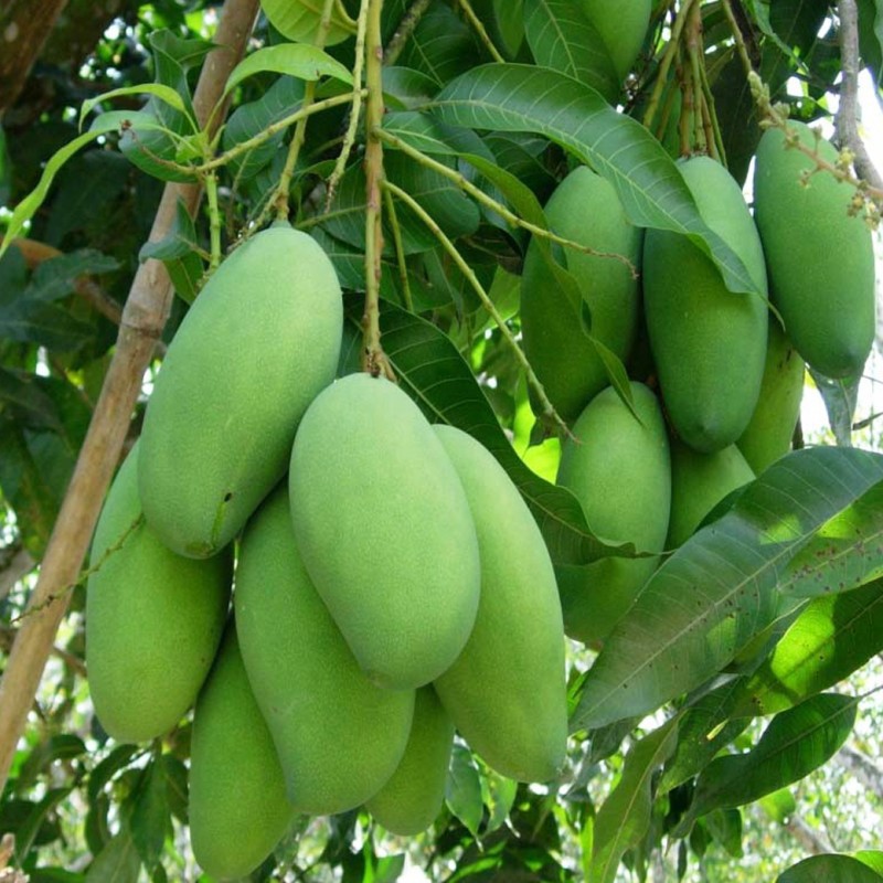 BIBIT BUAH MANGGA CHOKANAN (COCOK DI TANAM POT)