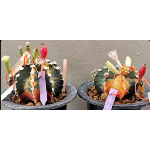 [LAST ITEM] LB Variegated single spine seeds (impor)