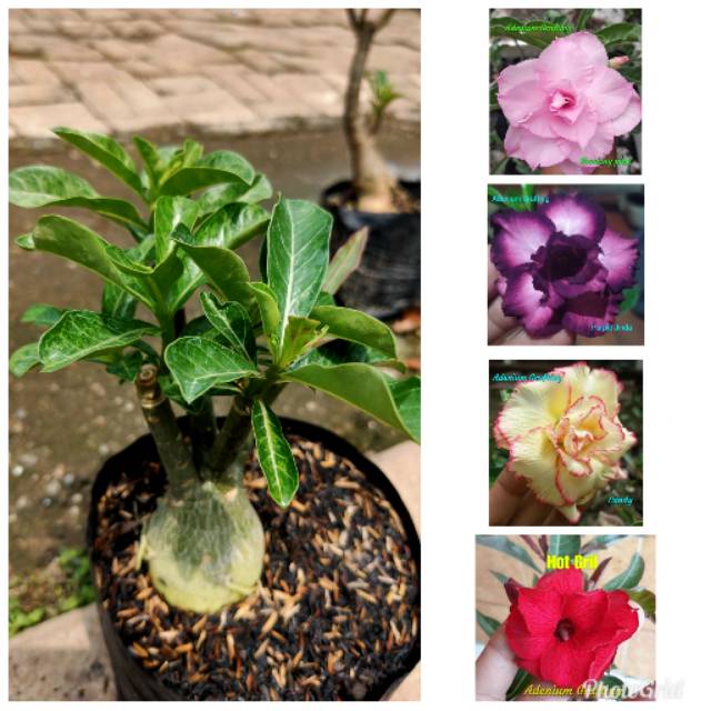 Adenium bunga tumpuk warna-warni