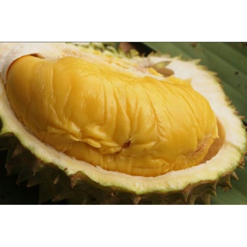 bibit durian chane kaki 3 super murah