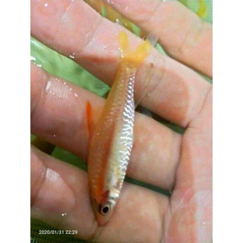 

puntius denisoni golden