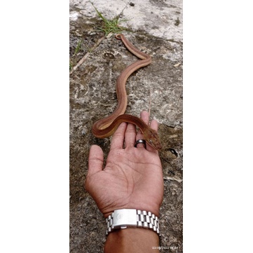 TURUN HARGA.. Retic Goldenchild Tiger Platynum het albino (type 1) 100%