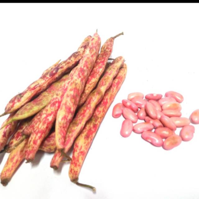 

Kacang joglo merah( kulit ) / 250gram