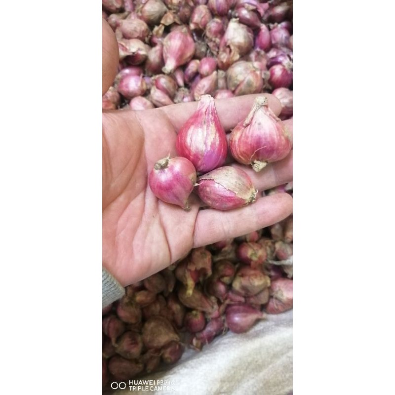 

Bawang Merah Super Campur sedang 500 Gram