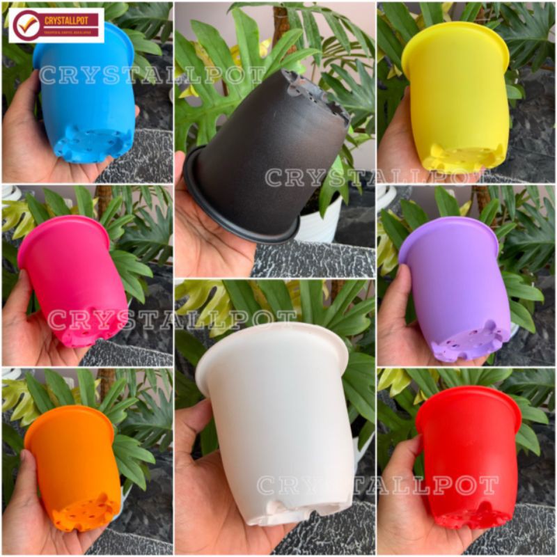 Pot bunga tanaman warna warni cactus 12cm - nkt cactus