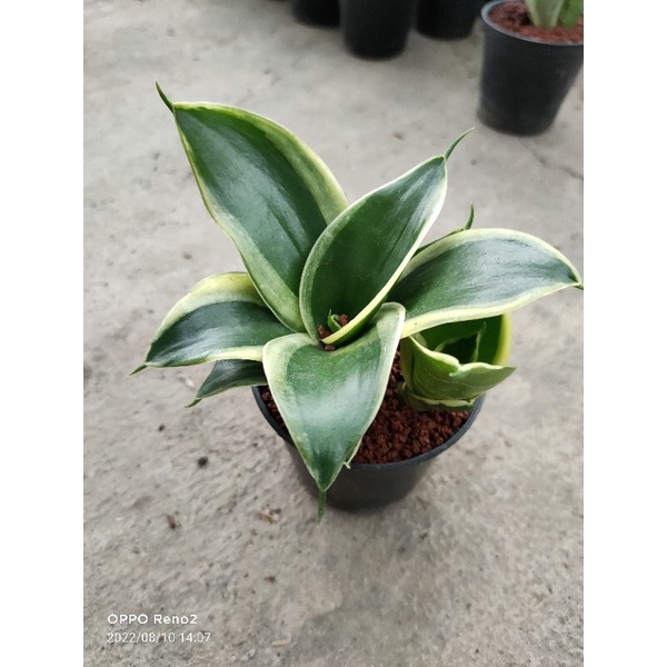 sansevieria hahni jade dwarf (pagoda)