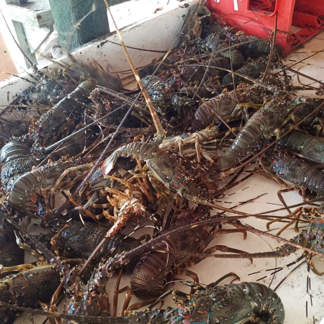 

Lobster berbagai ukuran dari sekilo isi 10-12 7-8 5-6