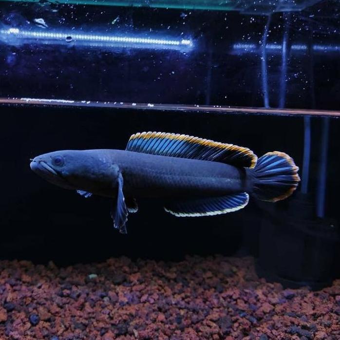 Ready Stok✿ ikan channa limbata rim tebal super jos berkualitas ukuran 15cm Doyan makan pelet perawa