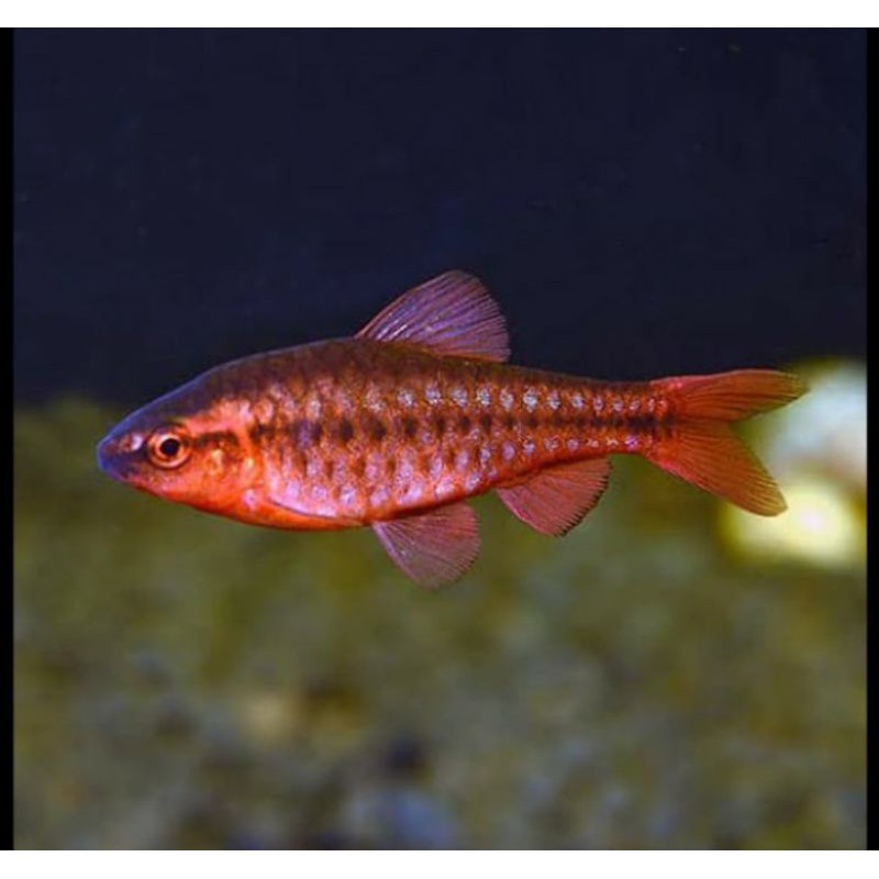 Ikan cherry barb aquascape