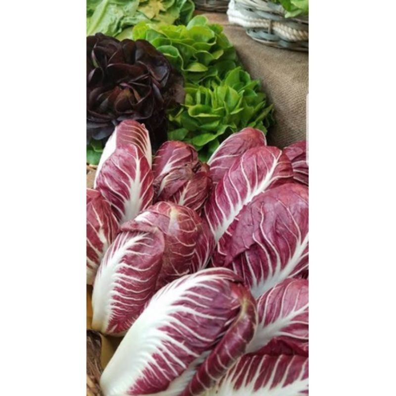 5 BIji benih SAWI MERAH / Benih Radicchio Rossa import premium