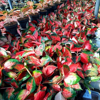 Jual Aglaonema suksom remaja murah Tanaman Hias Aglonema Jual Aglaonema suksom remaja murah Tanaman Hias Aglonema