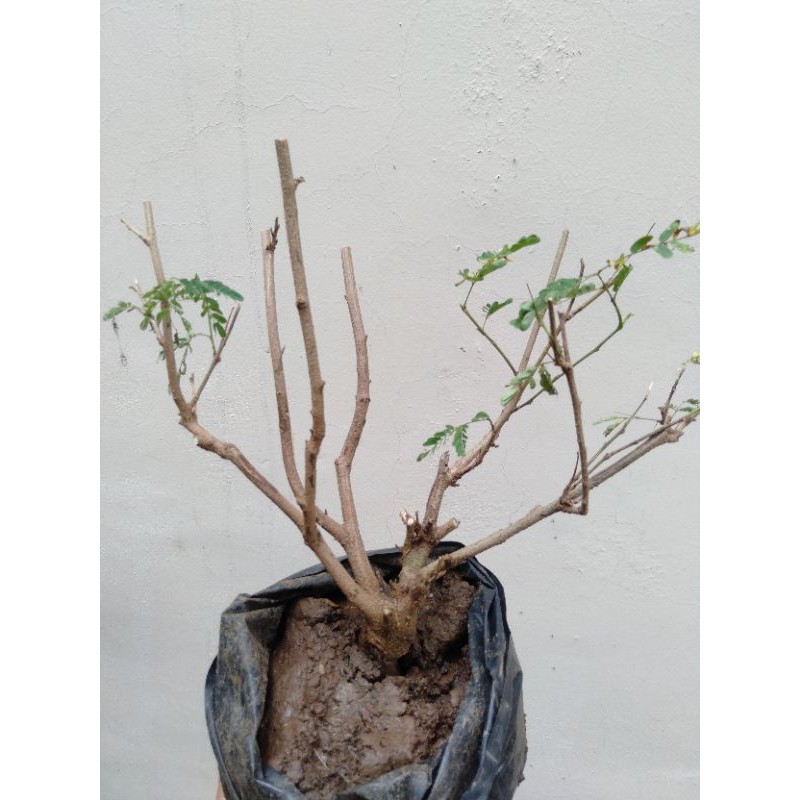 Bahan Bonsai Lamtoro / Petai China