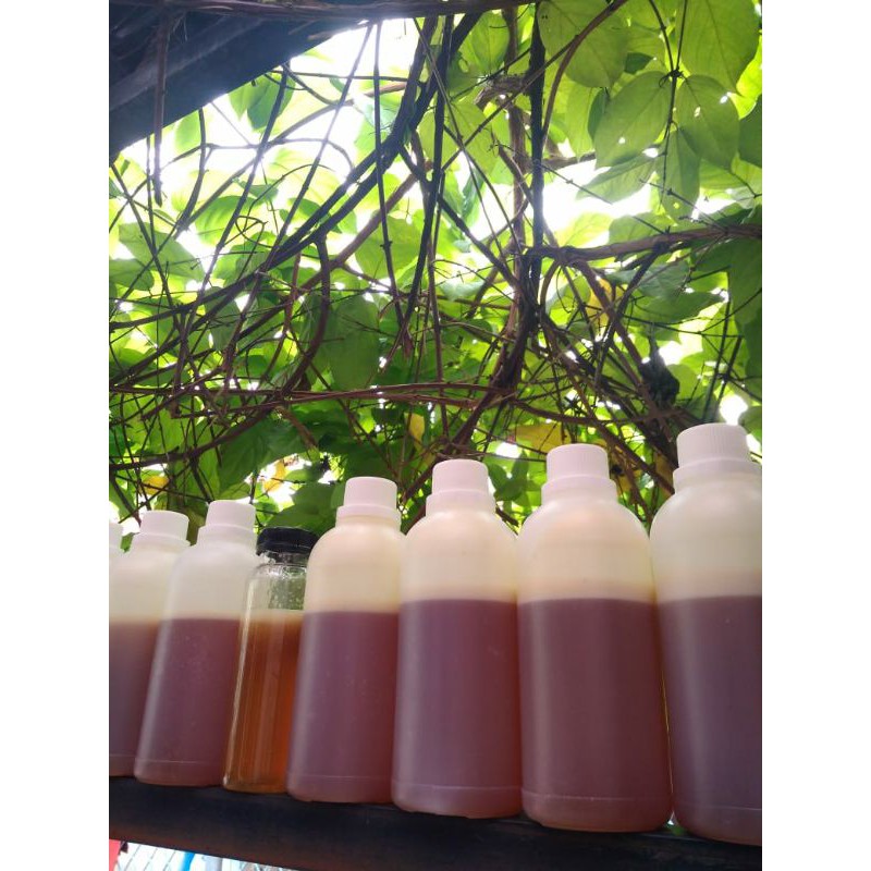 

Madu Hutan Murni