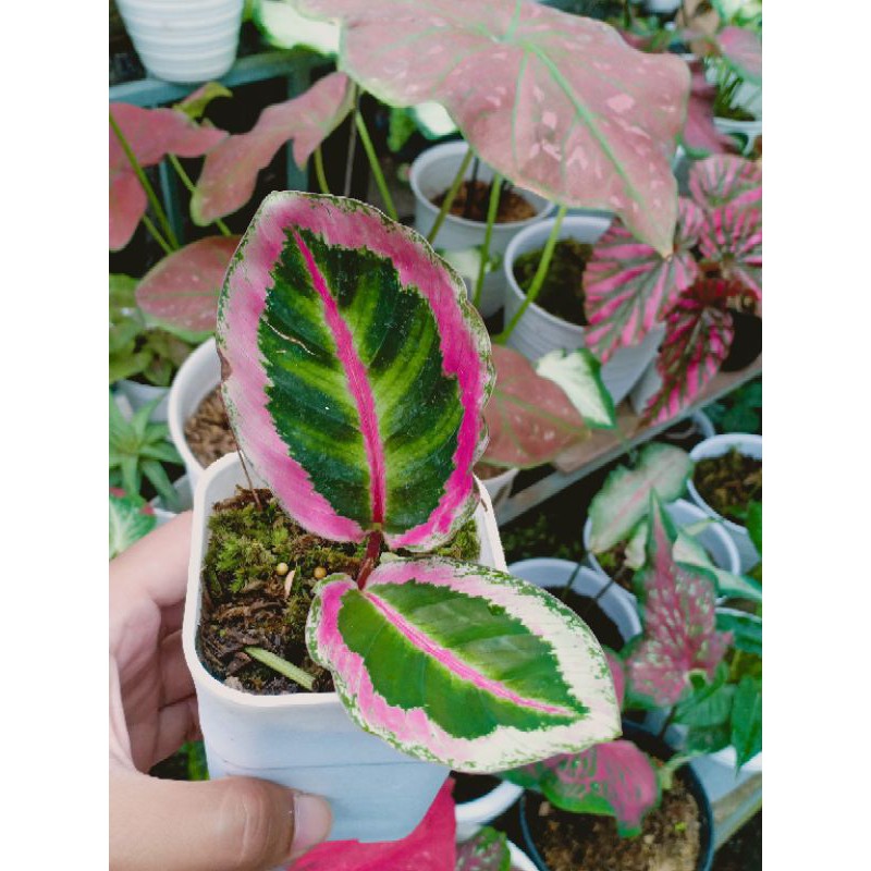 Calathea Angela