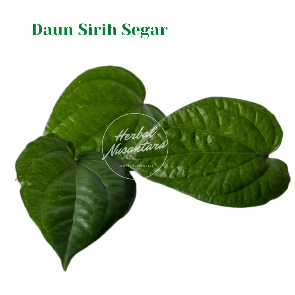 

Daun sirih hijau organik segar / herbal / jamu [ Fresh Produk ]