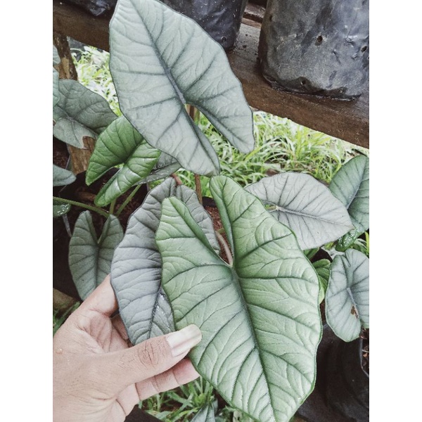 alocasia Bisma ORI