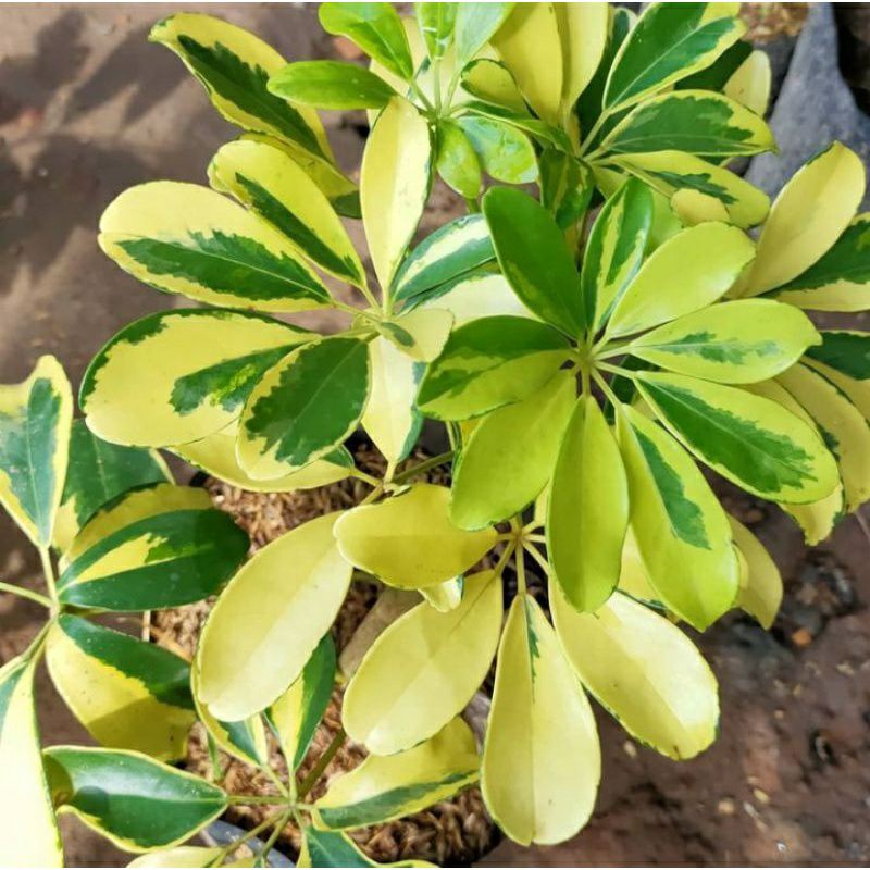 Tanaman hias walisongo golden varigata / daun walisongo varigata