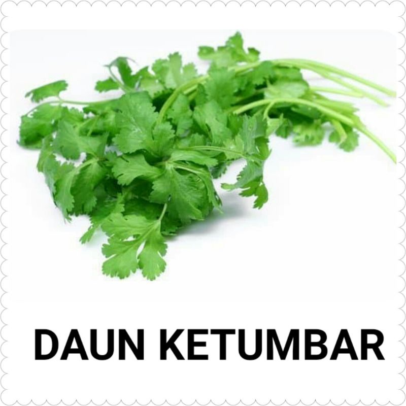 Benih Biji Daun Herbal Daun Ketumbar Coriander Cilantro