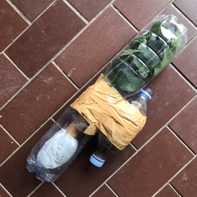 Sale ❗❗ Bibit Sirih Gading Jumbo