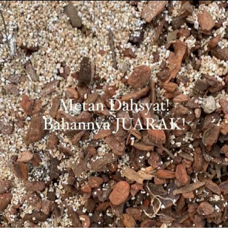 metan mantuy fufufu #nobrandplant