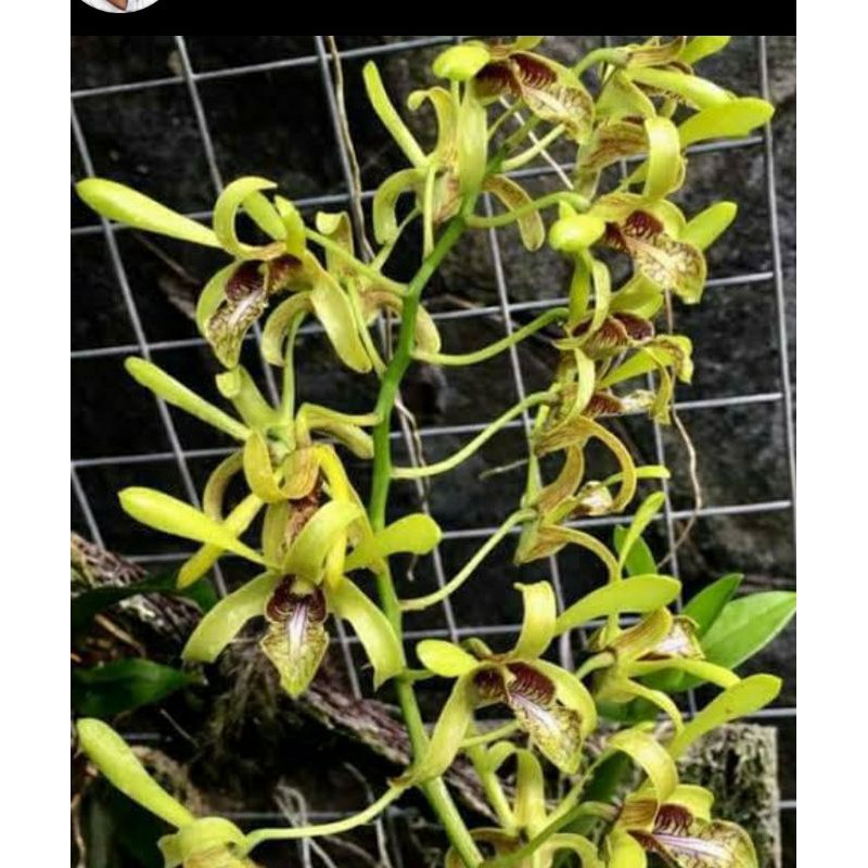Anggrek Cymbidium Chloranthum/Clorantum