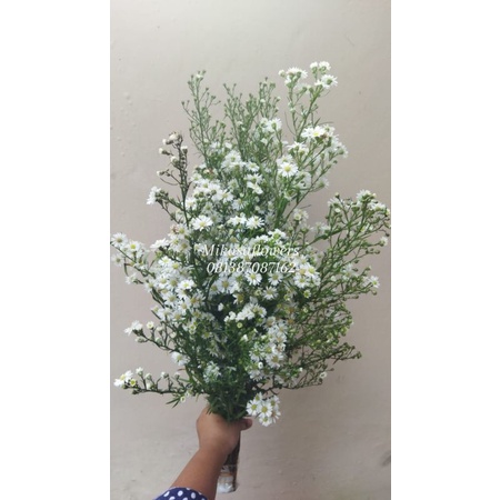 bunga pikok asli 20 tangkai