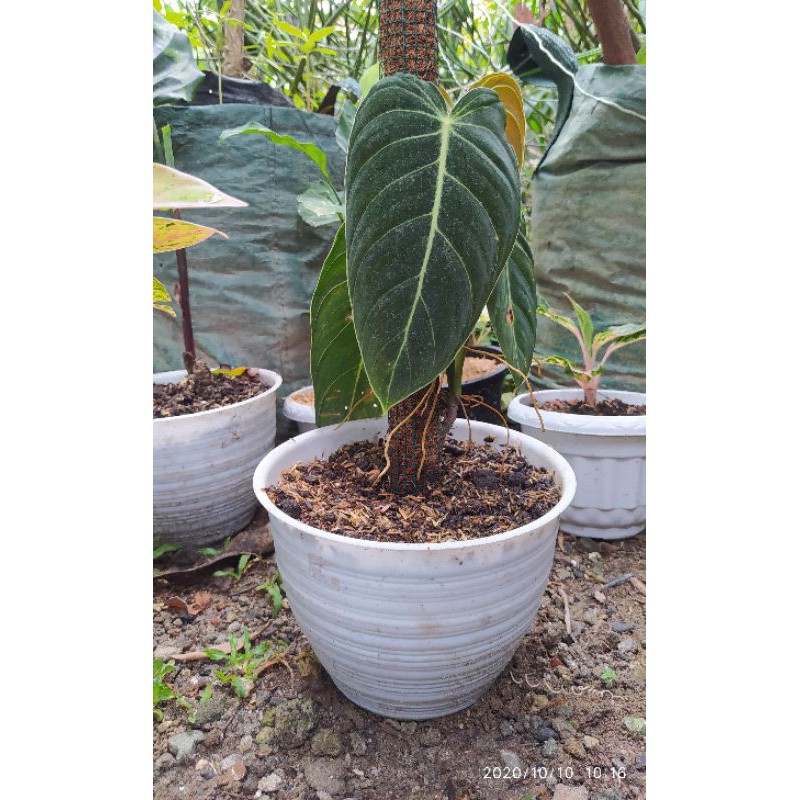 Philodendron Melanochrysum philodendron melanocrysum