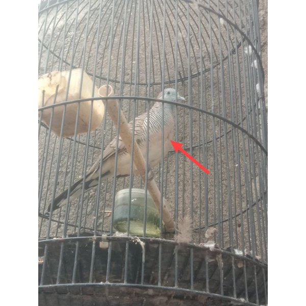 Burung perkutut lokal katuranggan puser bumi